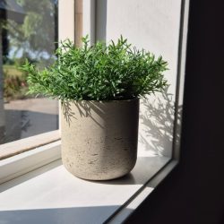 Sfeerbeeld plantje - staand