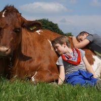 koeien-knuffelen-gelderland-boerderij-den-branderhorst-1